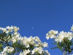 moon and white flowers