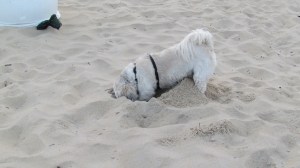 sandbridge, Aug. 2, 2012 032