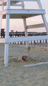 sandbridge, Aug. 2, 2012 048