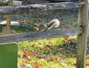 squirrel on a fence