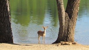 deer in the lake