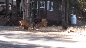 big boys locking horns