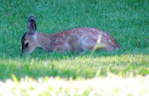close up of fawn