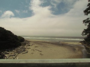 driftwood on the beach