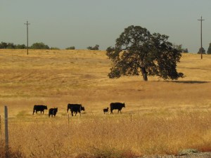 swimming hole, oaks, cows, million dollar homes 049