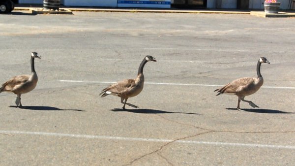 IMG_20130830_110530_802.jpg image