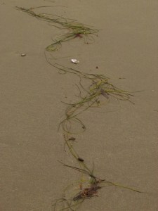 whaleshead beach sept 15, 2013 049