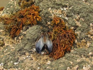 whaleshead beach sept 15, 2013 051