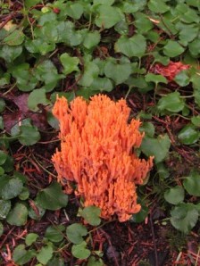 coral mushroom