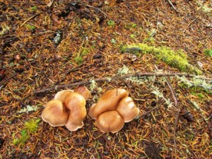 folding in on itself