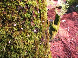 teardrops on the mossy trunk