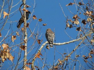 Hawk/Crow Stand-off. The hawk won! Of course.