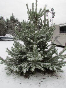 our personal christmas tree