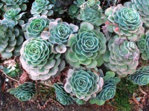 There were barrels and barrels of these cactus flowers...aren't they called hens and chicks? I almost pruned one off for myself, but thought better of it.