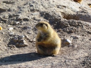 Gotta fatten up. Gotta fatten up. Gotta fatten up.