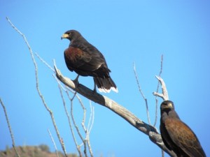 two hawks
