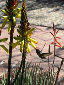 My own personal nectar fountain.