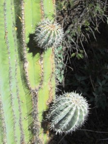 Saguaro with babies