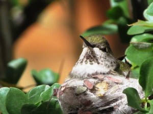 A nest that would fit in the palm of your hand. She posed like this for several minutes.