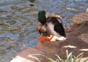 unaffected duck
