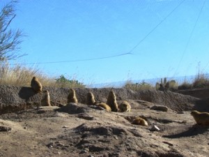 Groundhogs at attention.