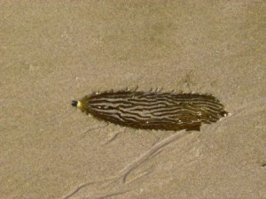 I wanted to keep some of this kelp but Sam warned me it would just shrivle up and smell. He was right. At least I got a photo!