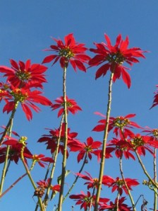 Then I saw these in someone's back yard. They look like poinsettas, or red sunflowers. Perfect!