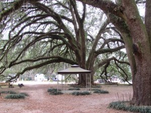 The Big Oak...well, one of them.