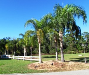 pygmy palms