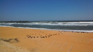 black birds on the beach