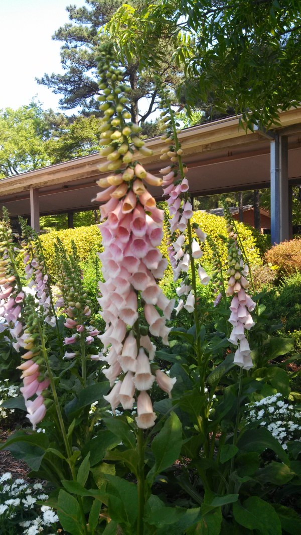 IMG_20140513_105658_682.jpg image