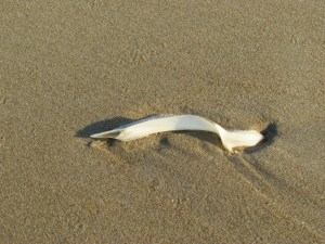 fih shaped cartilidge