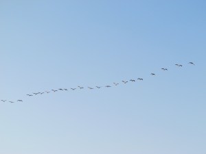 geese coming closer