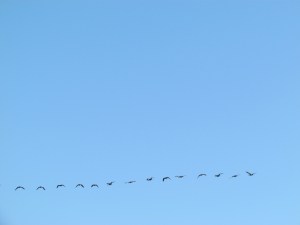 geese going away