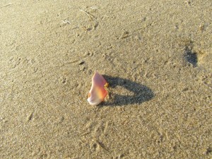 another shell and shadow