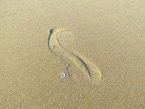 similar shaped footprint and shell